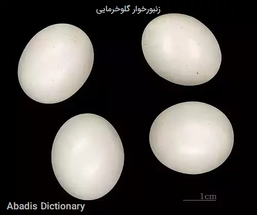 زنبورخوار گلوخرمایی